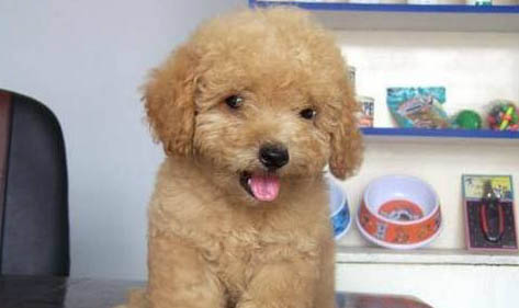 小型犬瘟多久會發(fā)病