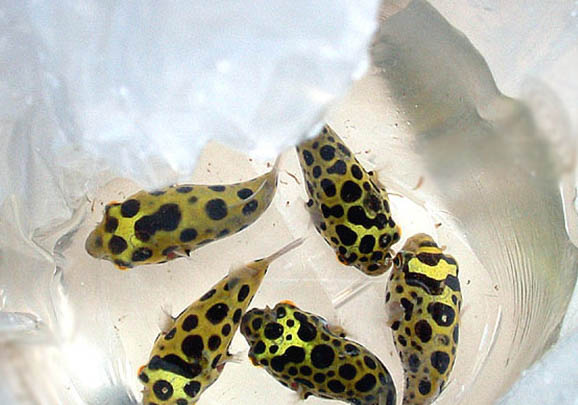 釣魚需要調漂嗎？