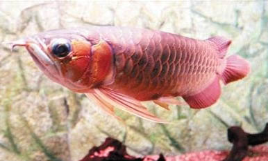 養魚池水渾濁應該怎么處理？