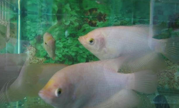 魚缸里的魚停電還能用多久