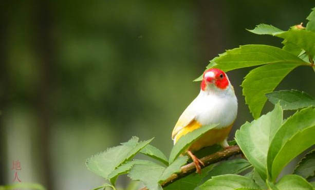 七彩文鳥為什么不孵蛋?