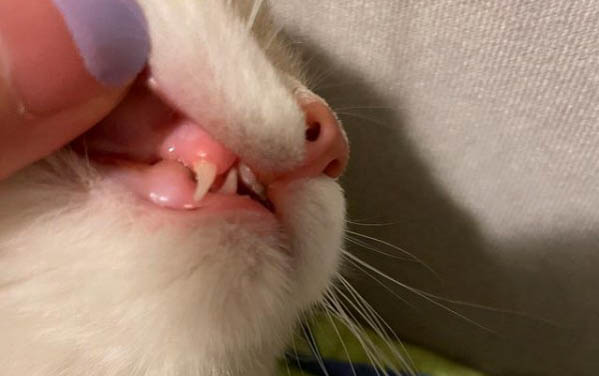 小貓得了奶癬多久能好