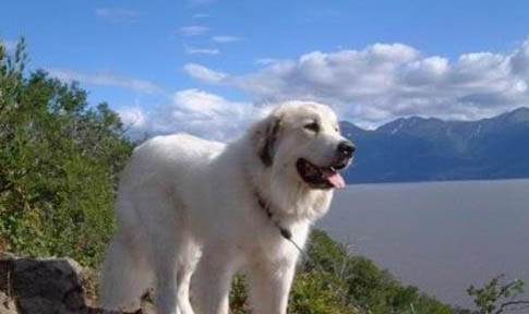 大白熊犬價(jià)格 大白熊犬多少錢(qián)一只