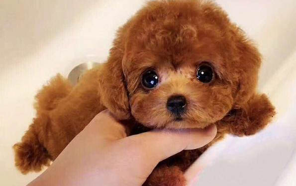 泰迪狗身上有紅色疙瘩是怎么回事兒