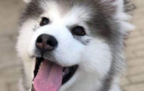 狗懷孕多久能看出來