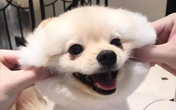 小狗可不可以啃羊骨頭