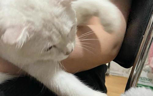 貓拉屎有點稀正常嗎
