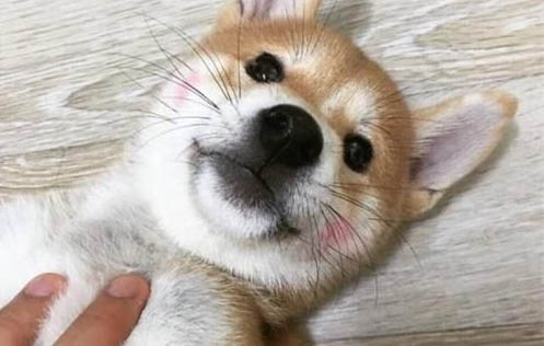兩個月的幼犬驅蟲后多久可以打疫苗
