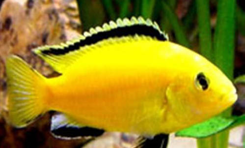 釣魚如何吸引魚上鉤