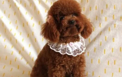 十個不養貴賓犬的理由是什么
