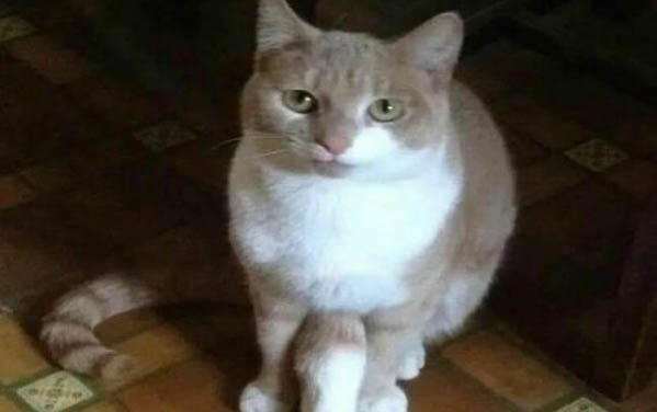 貓咪要不要洗澡？