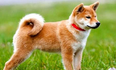 如何區(qū)分秋田犬和柴犬
