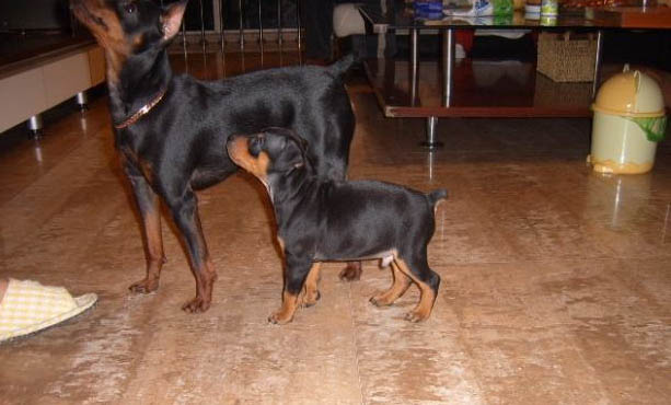 迷你杜賓和小鹿犬的區別