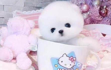 茶杯犬可以生小狗嗎