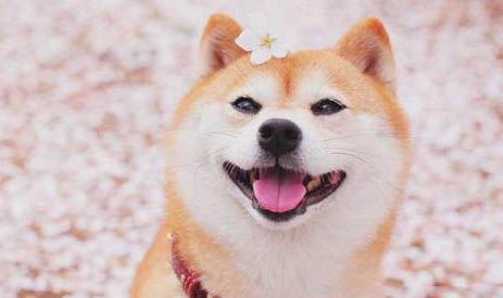 棉花面紗犬哪里有賣