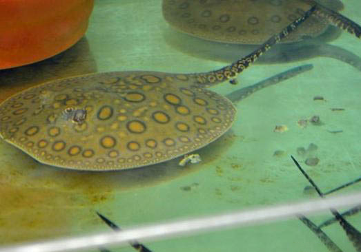 貓咪可不可以吃巴沙魚(yú)