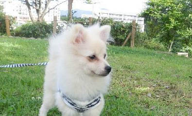 法斗幼犬怎么訓練拉屎