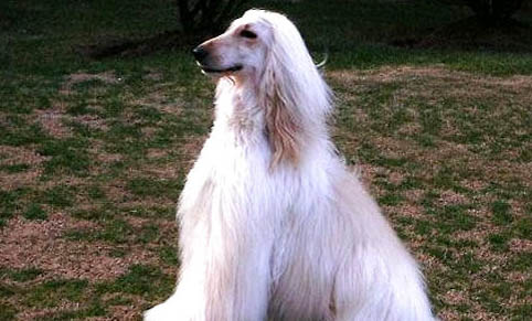 阿富汗獵犬一只多少錢(qián)