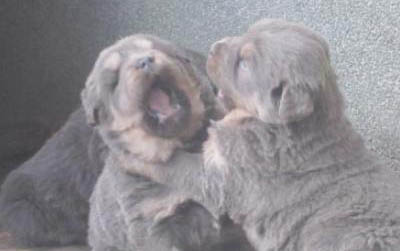 犬瘟熱_檢測