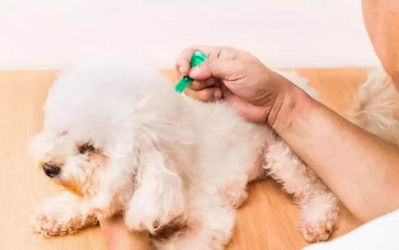 狗狗不孕的原因有哪些
