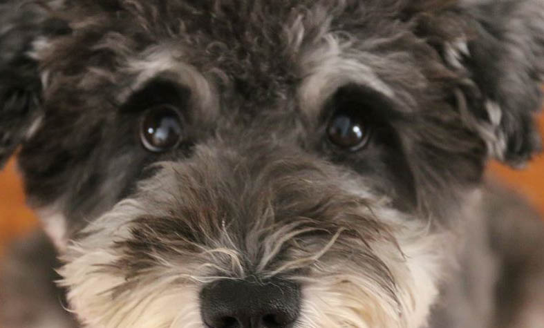 狗狗拉稀果凍狀帶血