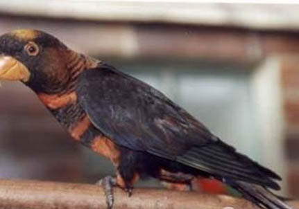 飼養(yǎng)玄鳳鸚鵡的哪些注意事項(xiàng)？