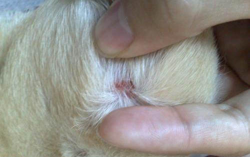 如何檢測狗狗得了細小或犬瘟