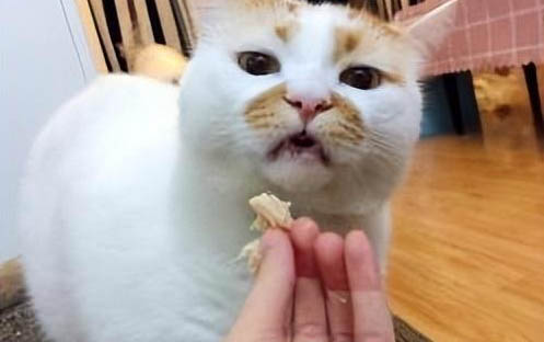 貓突然隨地拉屎是因為什么
