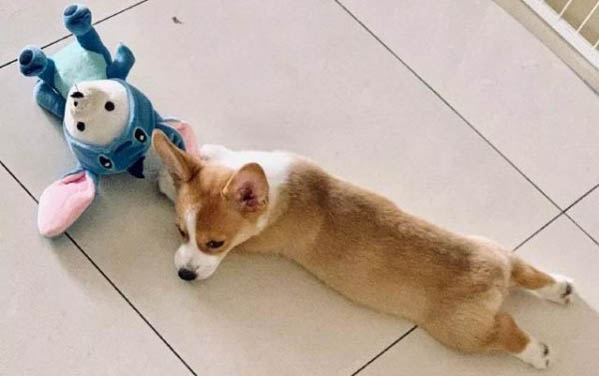 狗狗長白毛了怎么回事？