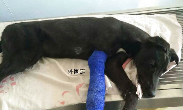 狗狗的品種有什么