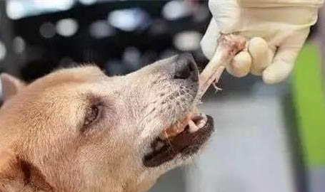 狗狗多大了換牙