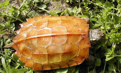 楓葉龜和鋸緣龜哪個(gè)好養(yǎng)