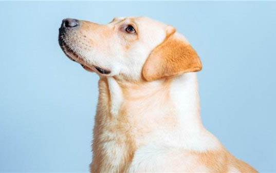 拉布拉多犬皮膚潰爛怎么治