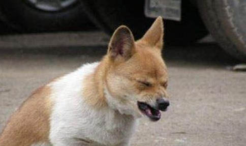 狗狗犬瘟打干擾素和單抗要多久