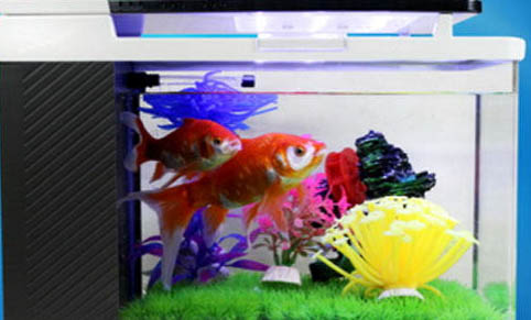 接吻魚和什么魚混養(yǎng)好