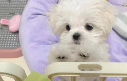 狗狗止痛藥有哪些牌子
