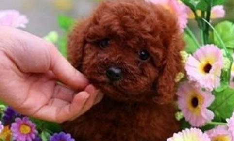 泰迪犬突然沒(méi)有精神