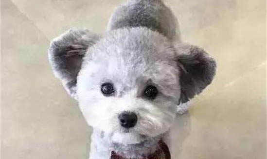 狗狗拉稀嘔吐不吃不喝怎么辦