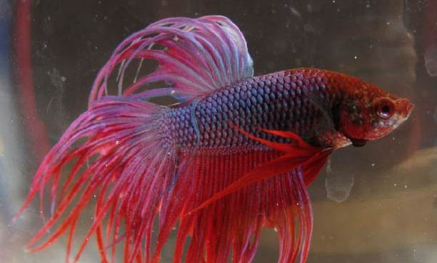 斗魚飼養方法