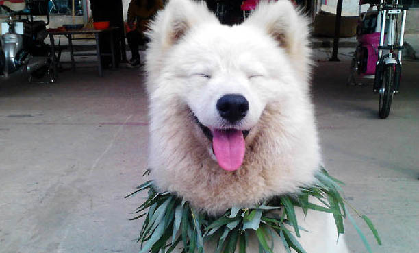 狗懷孕可以吃香蕉嗎