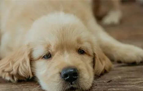 狗狗狂犬疫苗多久打一次