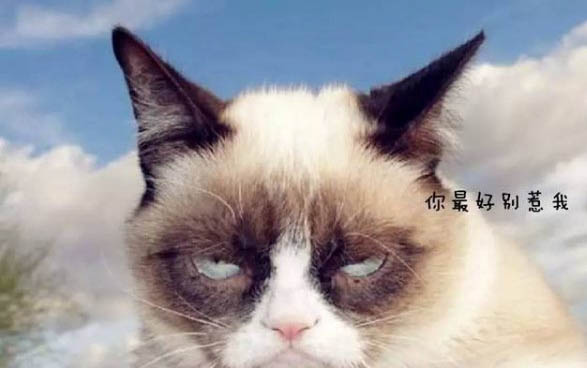 為什么貓咪出現踩奶行為