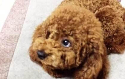 狗能吃饅頭嗎