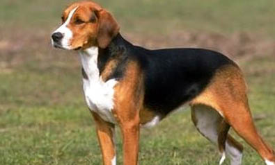 美國(guó)獵狐犬性情怎么樣啊