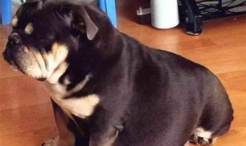 犬瘟后一般多久鼻子才能恢復