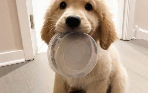 小金毛得了犬瘟能活多久