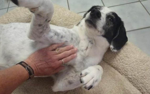 狗狗得了犬瘟后多久才能打疫苗