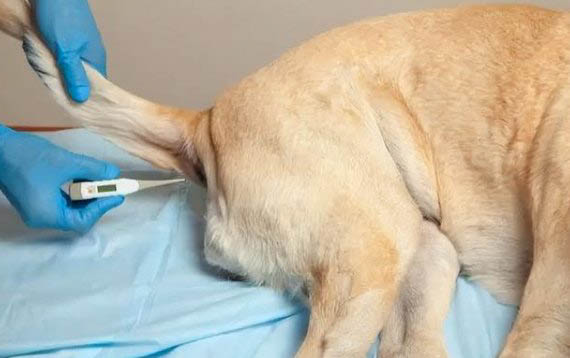 狗狗半夜嚎叫是怎么回事？