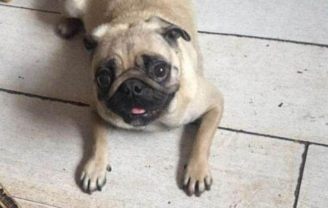 腿長的巴哥犬是不是純種巴哥