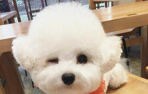 為什么狗狗遲遲不立耳？如何處理以及注意事項？